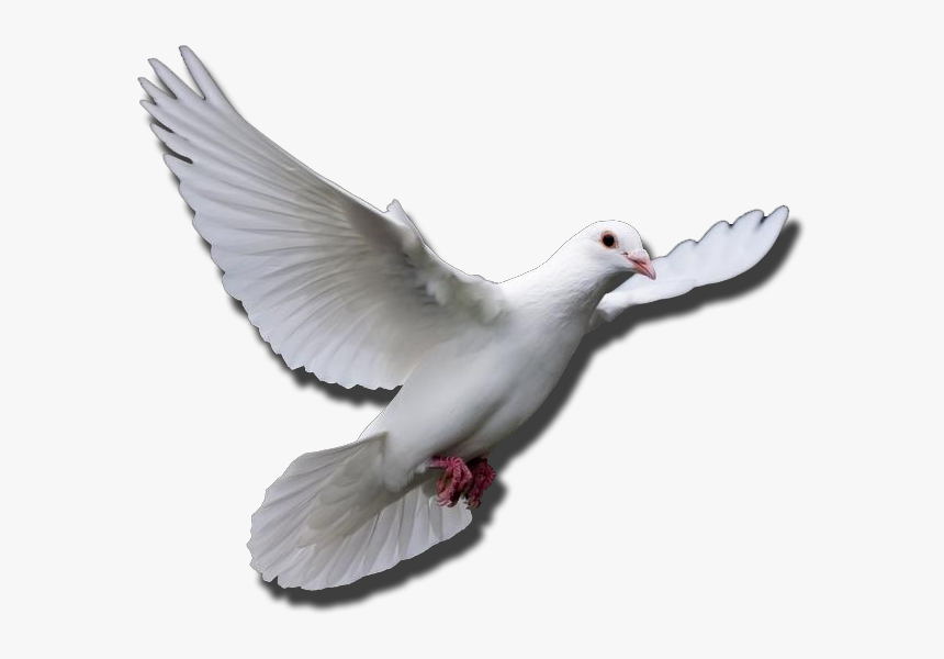 Transparent Doves Flying Png - Flying Dove Transparent Gif, Png Download, Free Download