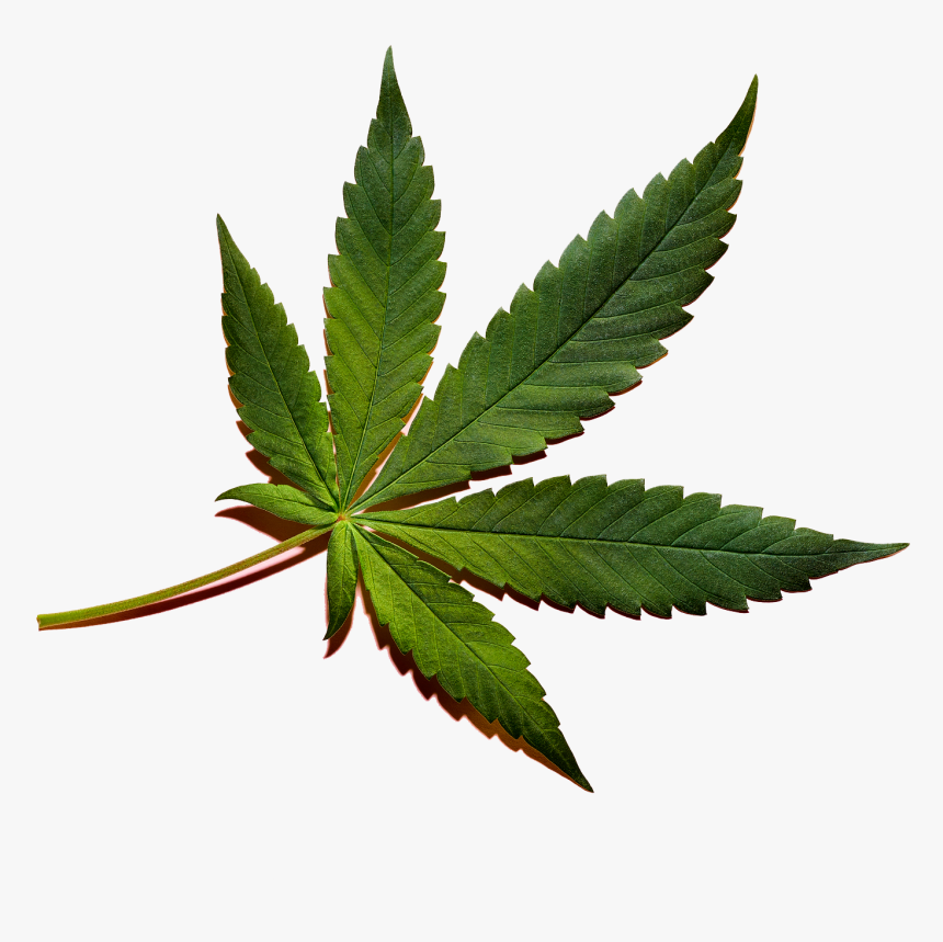 Cannabis Png Image File - High Resolution Marijuana Leaf, Transparent Png, Free Download