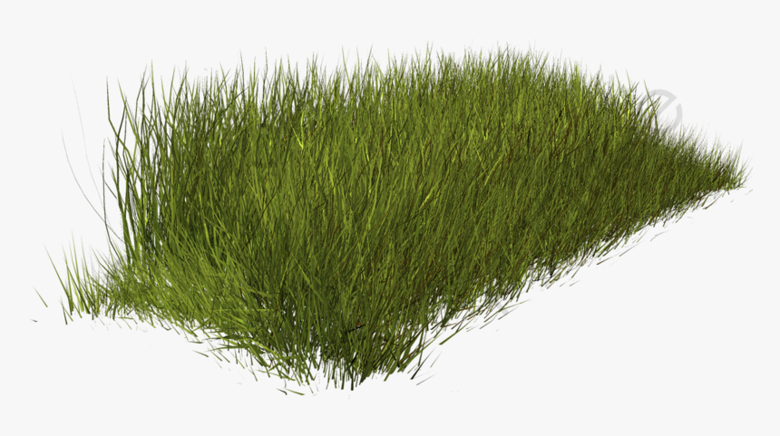 Grass Weeds, Grass Clipart, Weed, Plant Png Transparent - Weeds Png, Png Download, Free Download