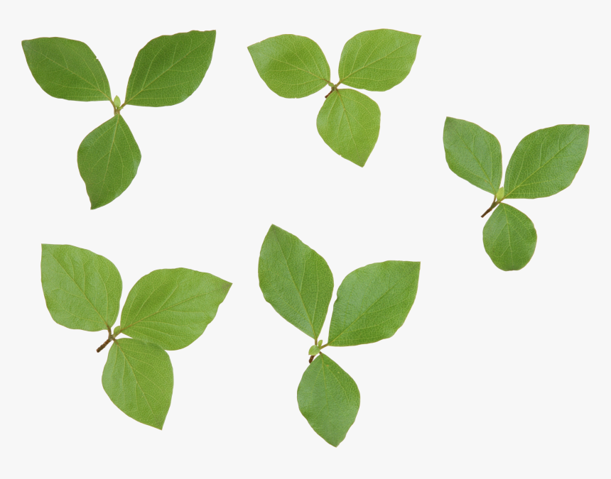 Best Free Green Leaves Png Picture - Листья Лимона Пнг, Transparent Png, Free Download