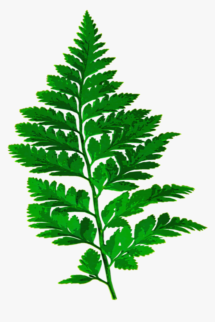 Fern Leaf Png, Transparent Png, Free Download