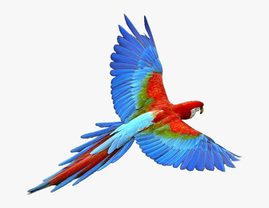 Transparent Jungle Bird Clipart, HD Png Download, Free Download