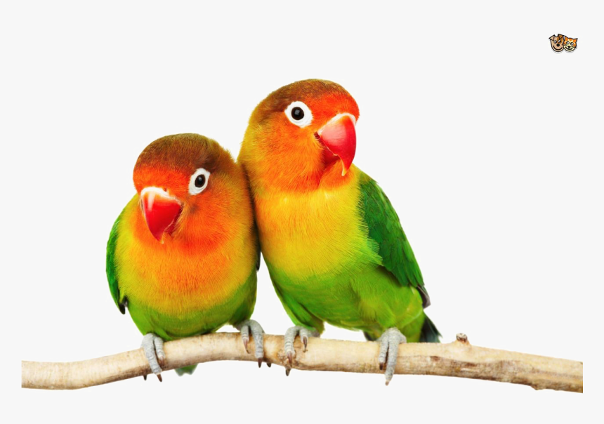 Love Birds Png Pic - Love Birds Images Png, Transparent Png, Free Download