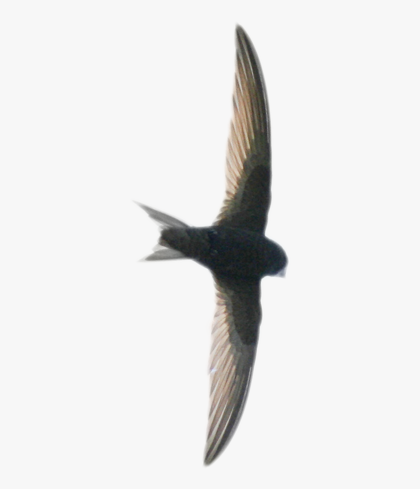 Swift Png Image - European Swallow, Transparent Png, Free Download