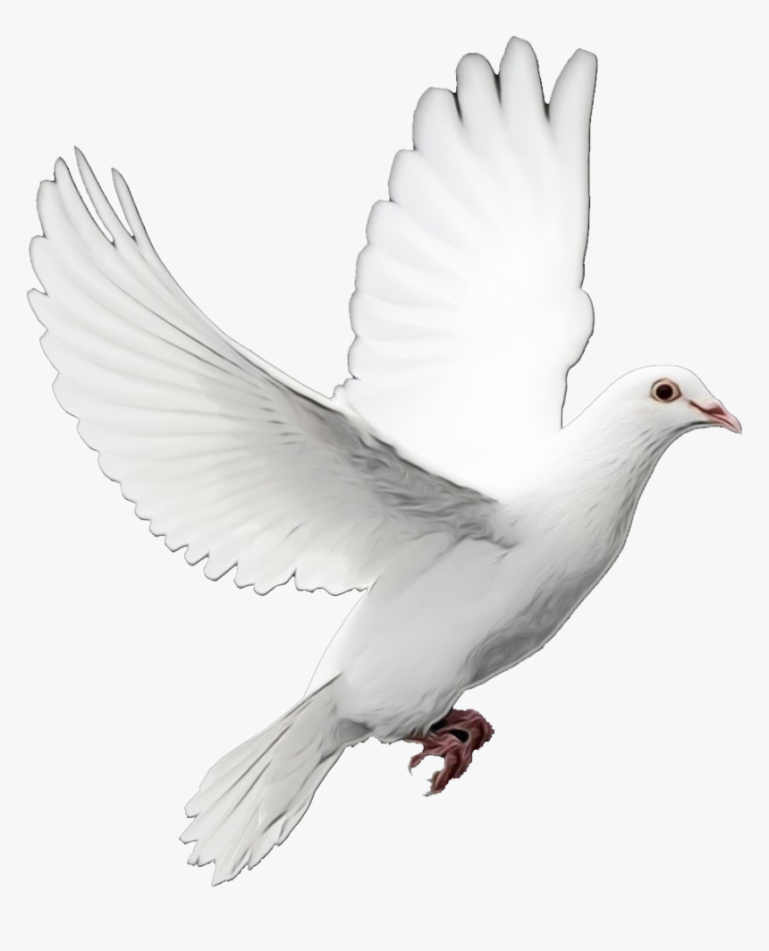 Birds Png Image Without Background - Dove With Transparent Background, Png Download, Free Download