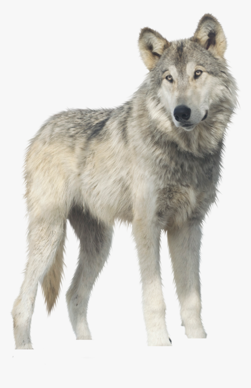 Download For Free Wolf Png - Wolf Png, Transparent Png, Free Download