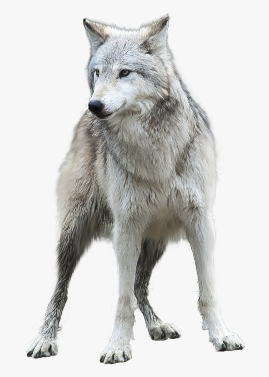 Transparent Images Pluspng Grey Image Free Download - Gray Wolf Transparent Background, Png Download, Free Download