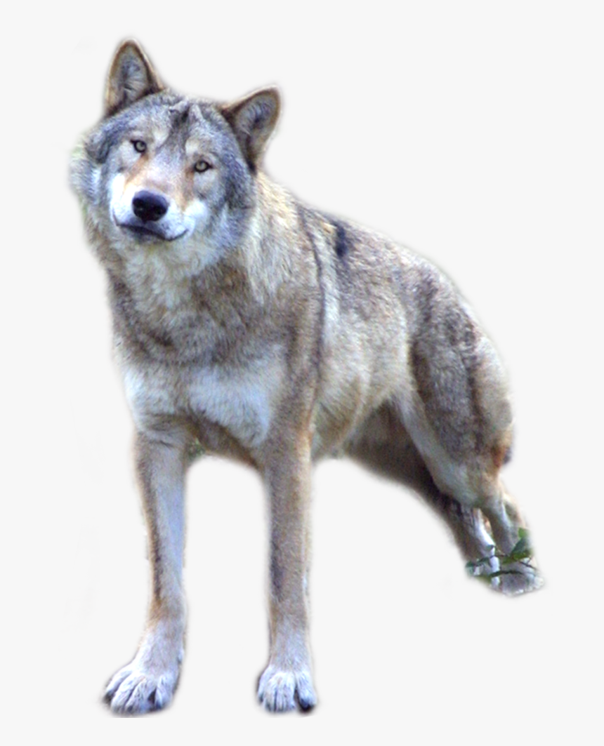 Wolf Png - Gray Wolf Wolf Png, Transparent Png, Free Download