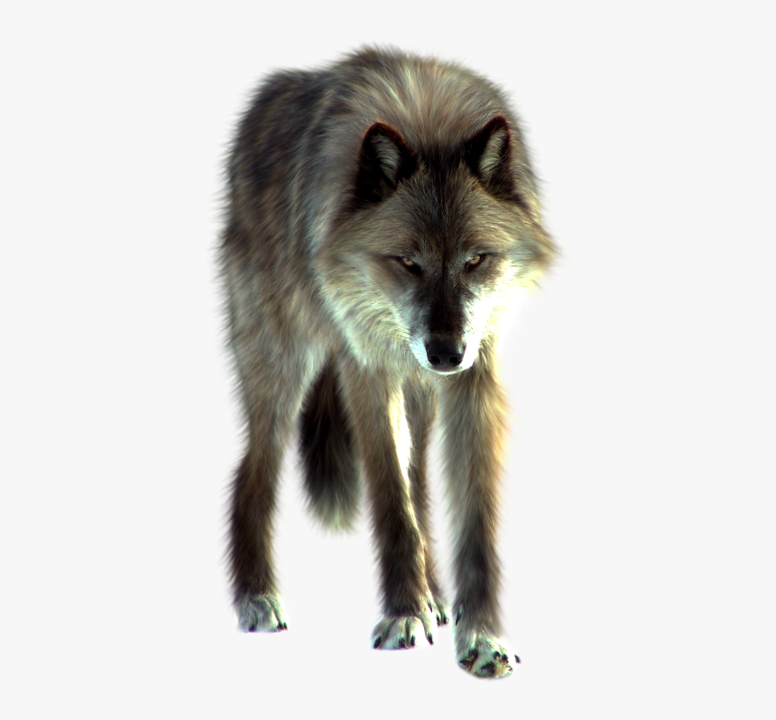 Wolf Png Transparent Images - Imagen Png De Lobo, Png Download, Free Download