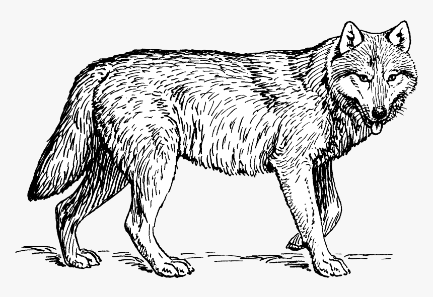 Wolf Cleaned 2 - Black And White Clip Art Wolf, HD Png Download, Free Download