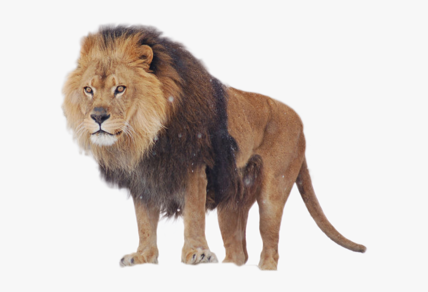 Lion Png Image - African Lion, Transparent Png, Free Download