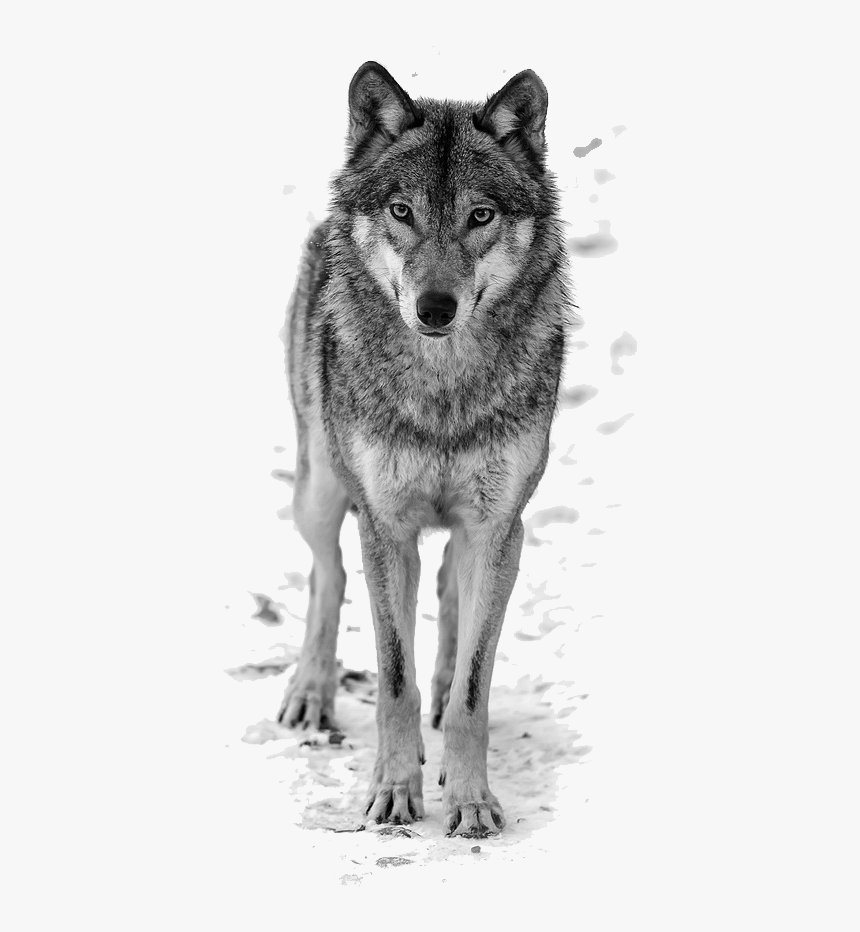 Howling Wolf Clipart Free - Wolf Png, Transparent Png, Free Download