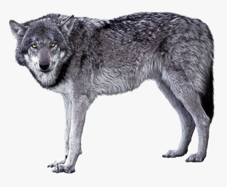 Transparent Grey Wolf Clipart - Grey Wolf Png, Png Download, Free Download