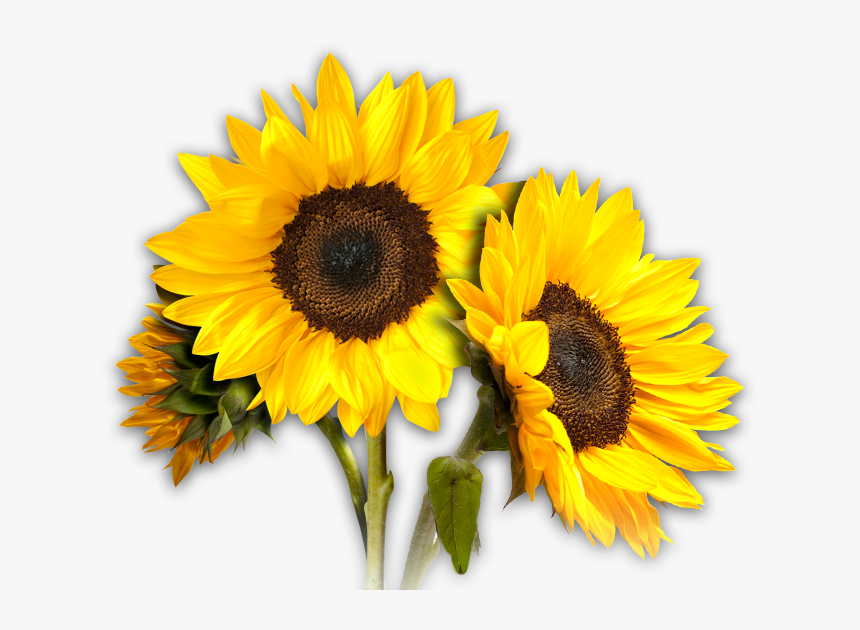 Sunflower Png Image - Sun Flower With Name, Transparent Png, Free Download