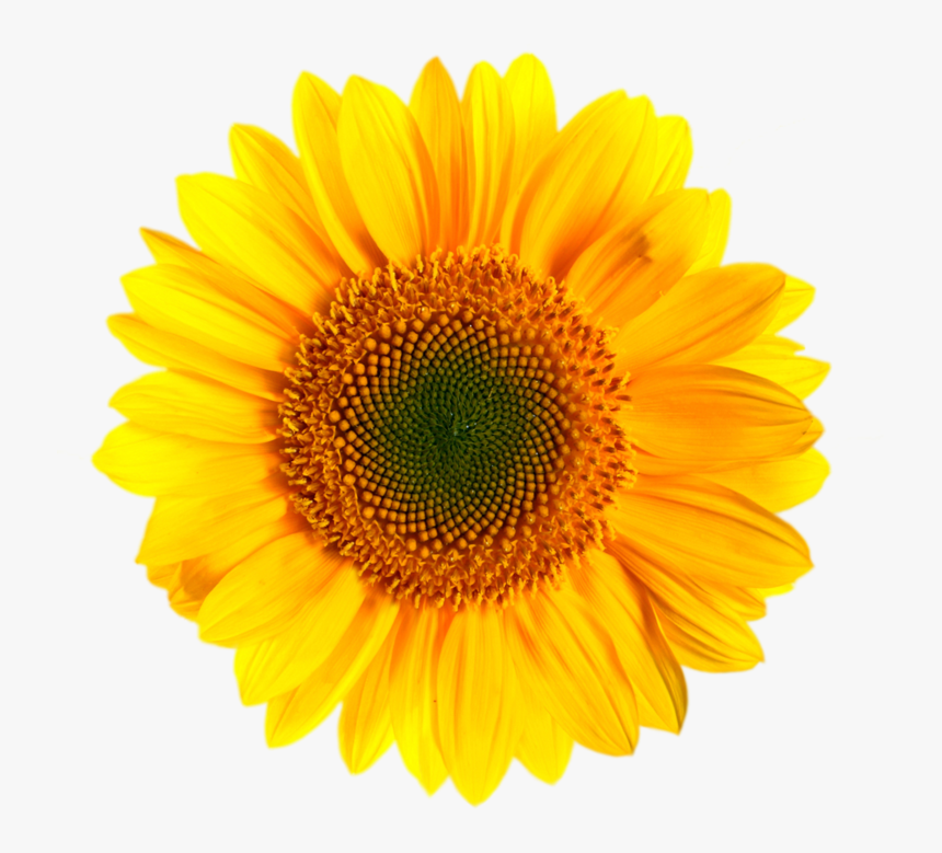 Transvaal Daisy Yellow Stock Photography Daisy Family - Transparent Background Sunflower Png, Png Download, Free Download
