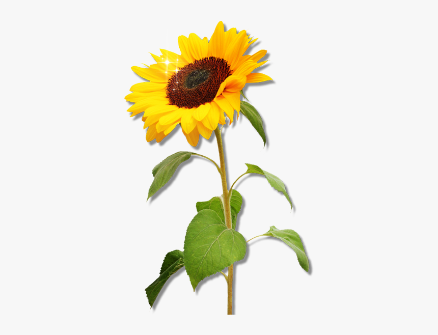 Clipart Sunflower Png Download Real Sunflower Clipart