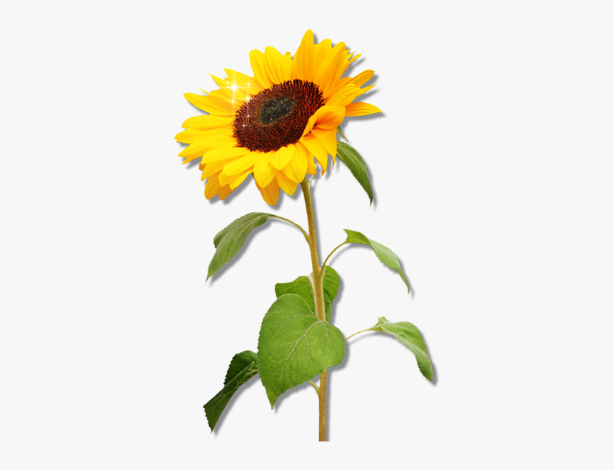 Clipart Sunflower Png Download - Real Sunflower Clipart, Transparent Png, Free Download