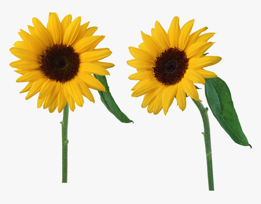 Sunflowers Png - Sun Flowers Png, Transparent Png, Free Download