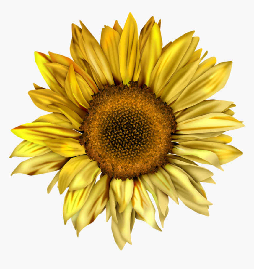 Common Sunflower Watercolor - Sunflower Water Color Png, Transparent Png, Free Download