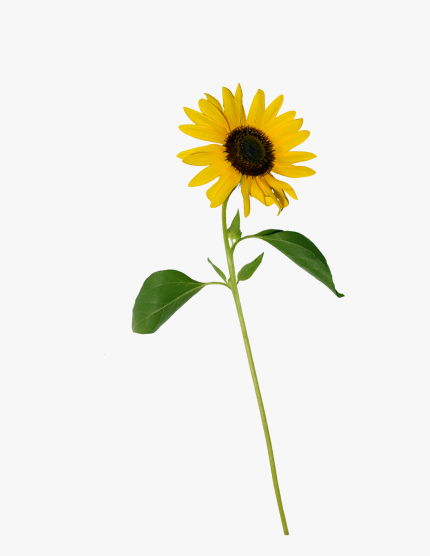 Single Stock Copy By - Sunflower With Stem Png, Transparent Png, Free Download