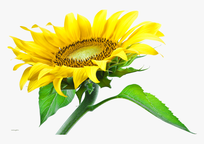 Sunflower Png, Transparent Png, Free Download