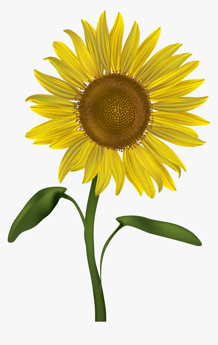 Transparent Flower With Stem Png - Transparent Background Sunflower Clip Art, Png Download, Free Download