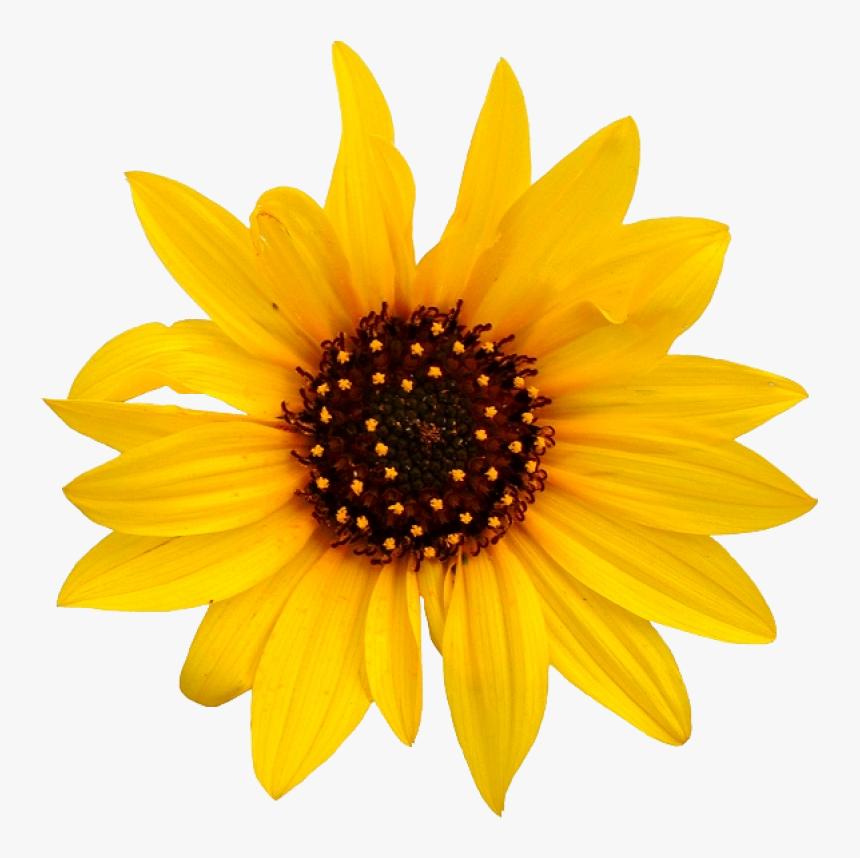 Sunflower Png - Sunflower Clipart Png, Transparent Png, Free Download