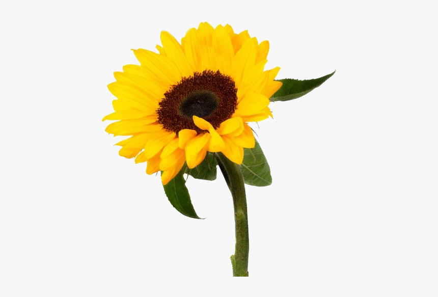 Sunflower Png Photo Background - Sunflower, Transparent Png, Free Download