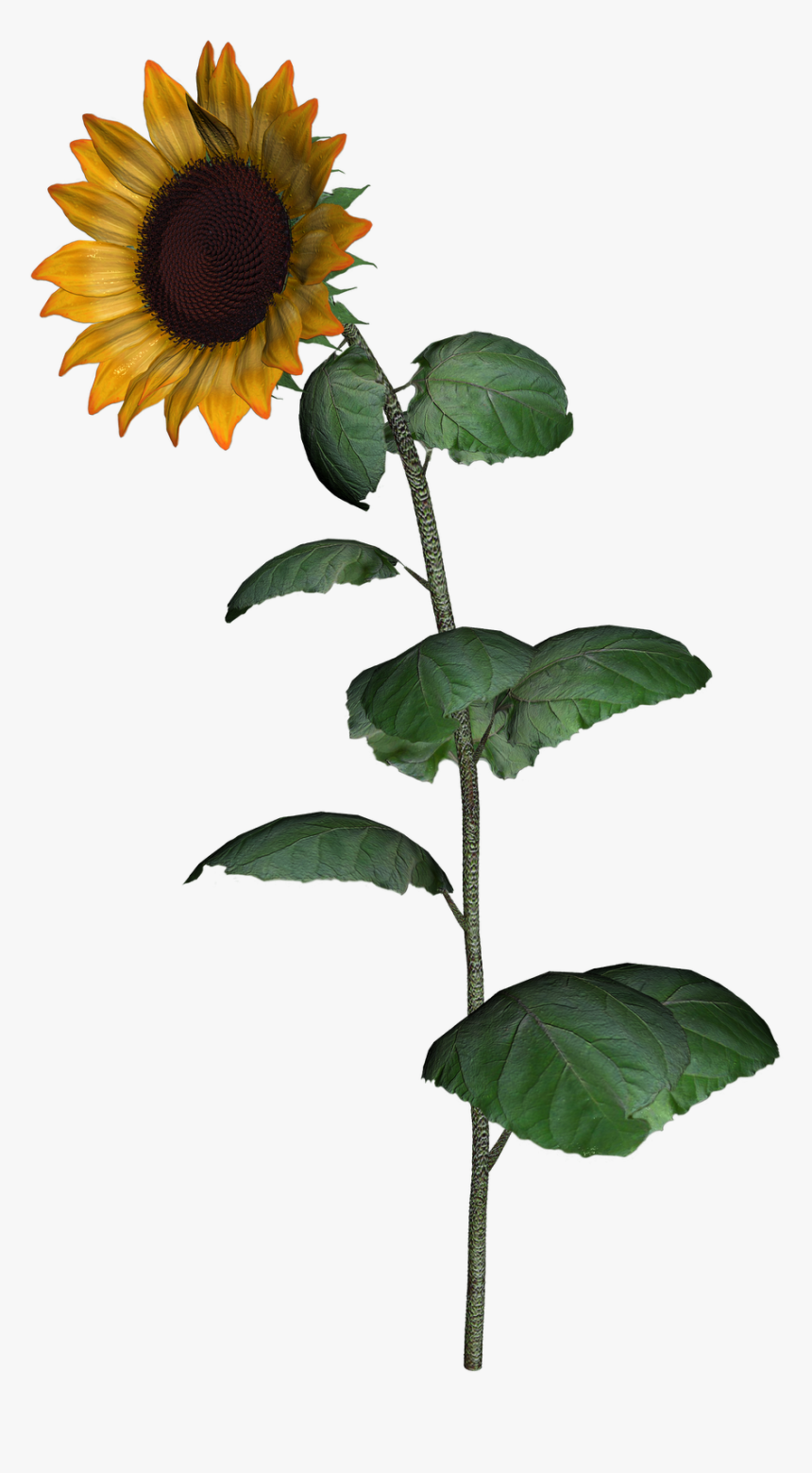 Transparent Sunflower Clipart Png - Sunflower Stem Transparent Icon, Png Download, Free Download