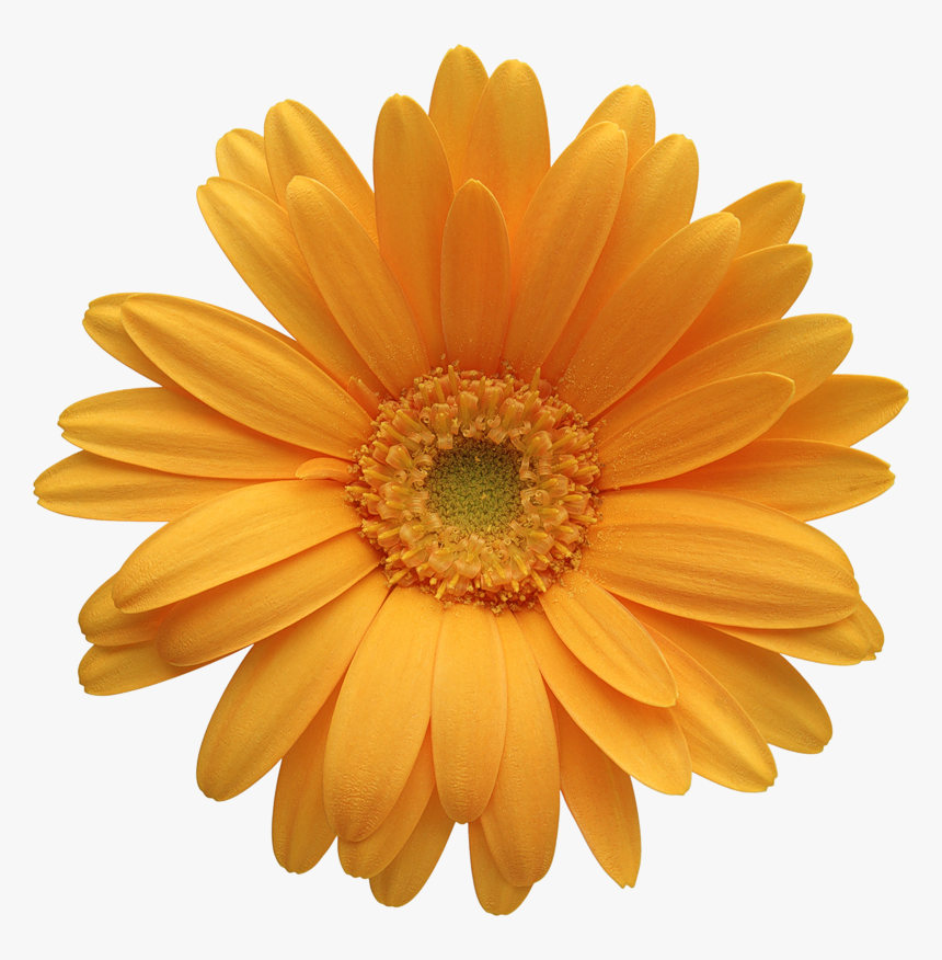 Sunflower - Yellow Gerbera Flower Png, Transparent Png, Free Download