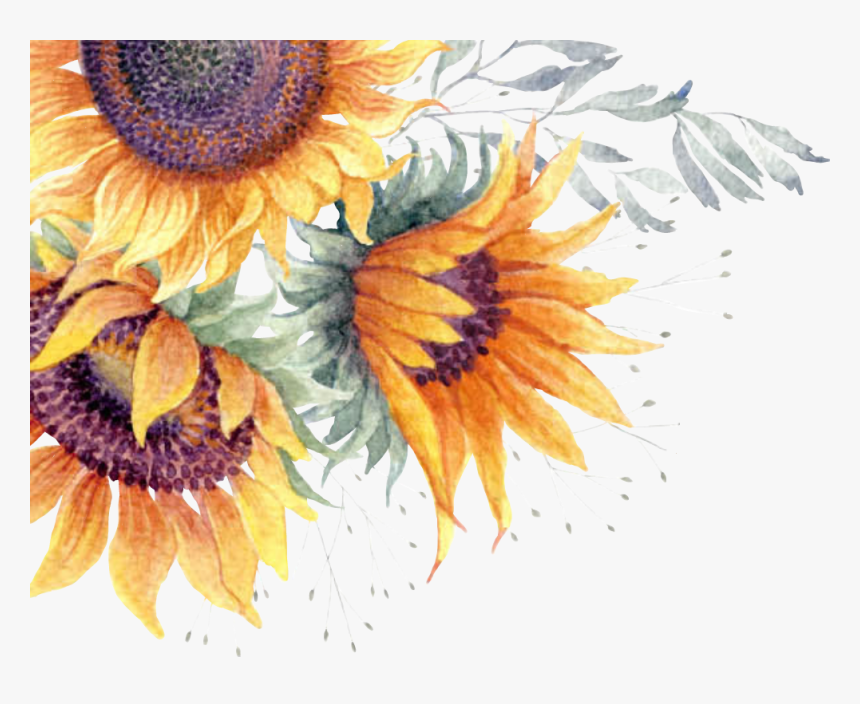 Common Sunflower Clip Art Image Watercolor Painting - Transparent Background Sunflower Png, Png Download, Free Download
