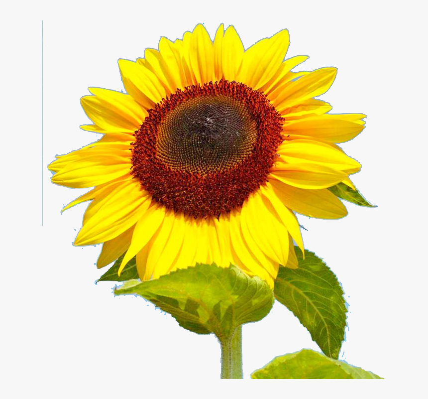 Sunflower Png Photo - Portable Network Graphics, Transparent Png, Free Download