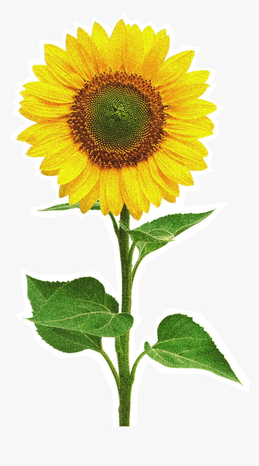 Sun Flower Images Png, Transparent Png, Free Download