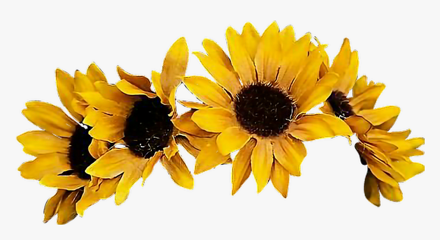 Transparent Flower Crown Yellow, HD Png Download, Free Download