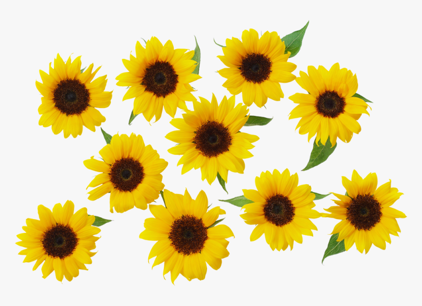 Common Sunflower Yellow - Sunflowers Transparent, HD Png Download, Free Download