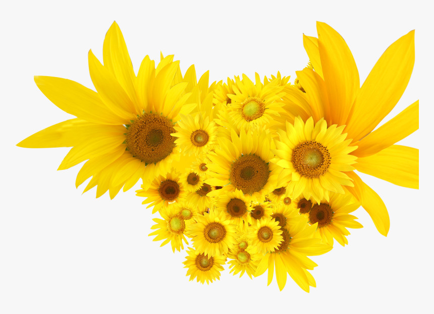 Common Sunflower Png - Png Clip Art Sunflowers, Transparent Png, Free Download