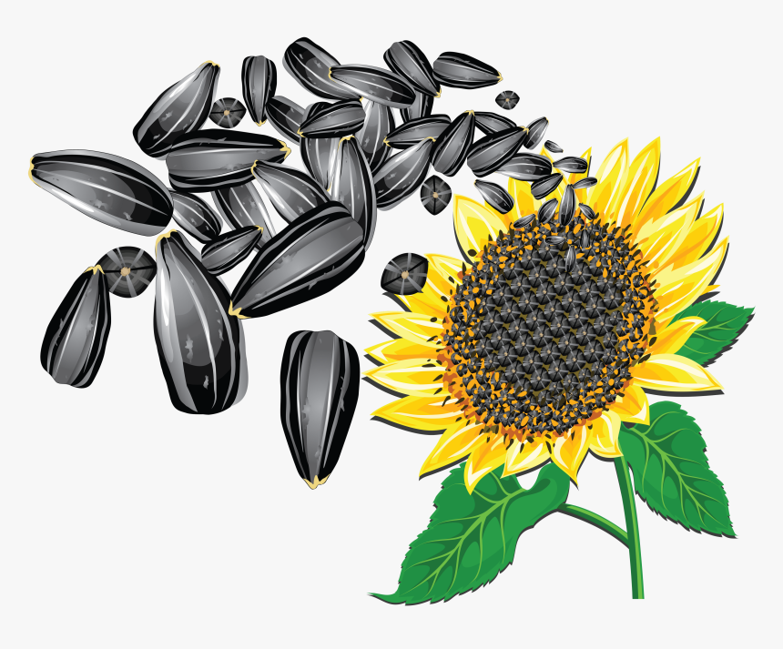 Sunflower Seeds Png Image - Transparent Background Sunflower Seed Clipart, Png Download, Free Download