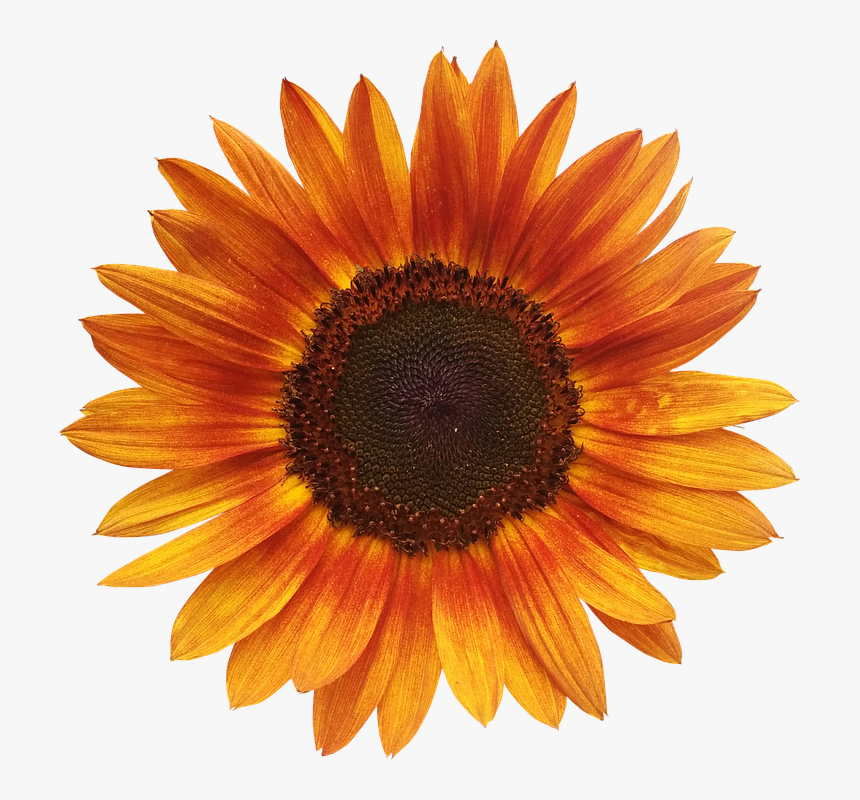 Flower, Sunflower, Summer, Orange, Flowers Isolated - Sunflower Orange, HD Png Download, Free Download