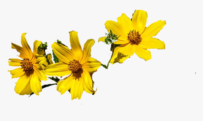 Transparent Yellow Flower Crown Png - African Daisy, Png Download, Free Download