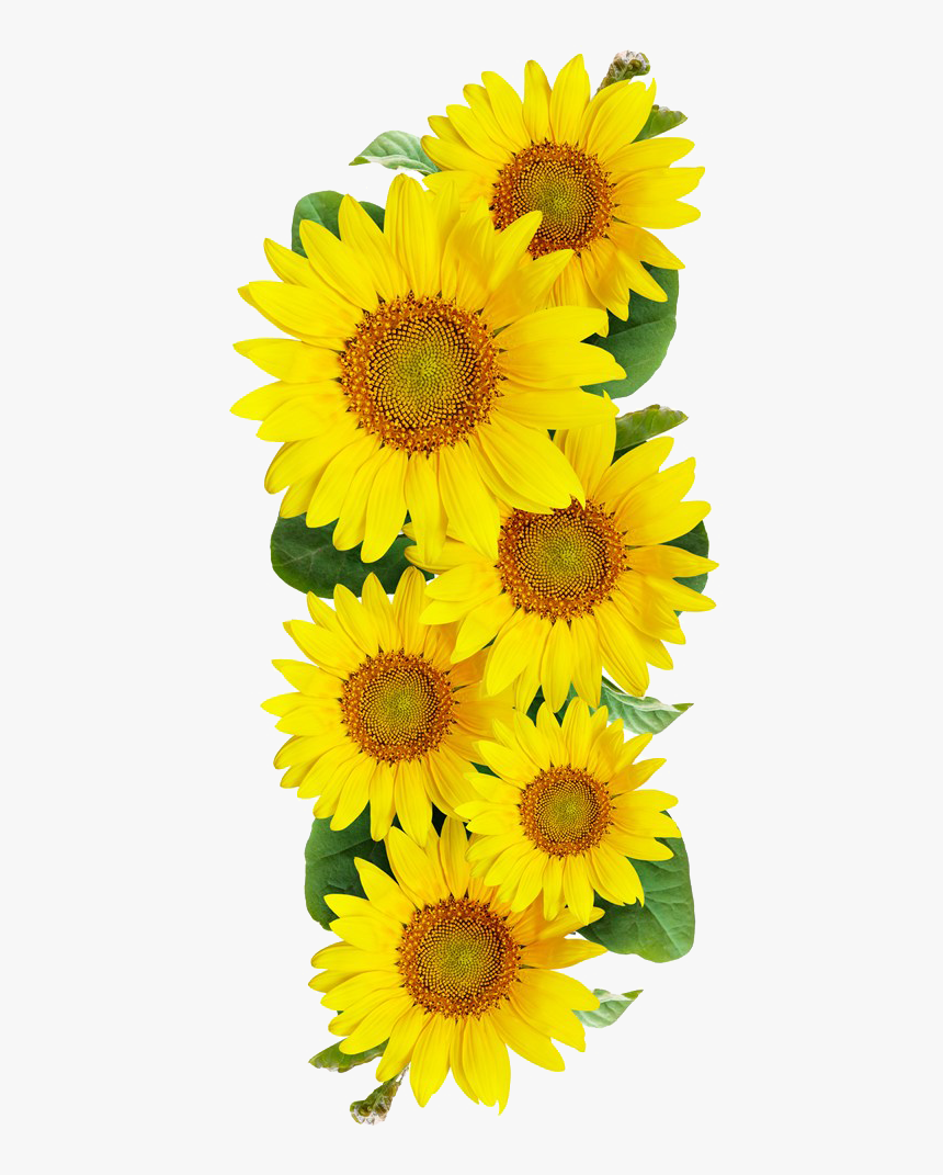 Clear Background Sunflower Border Transparent, HD Png Download, Free Download