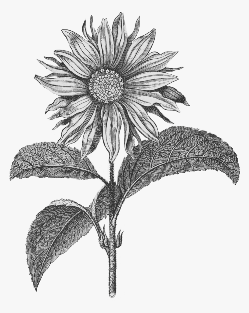 Botanical Illustrations Black And White Png, Transparent Png, Free Download