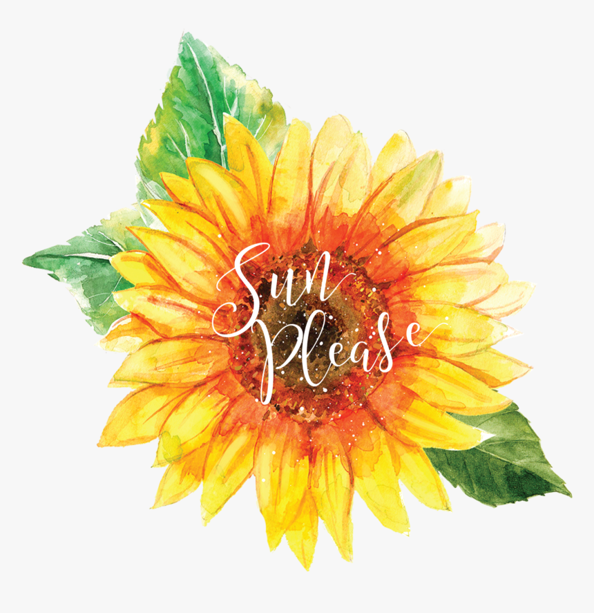 Sunflower , Png Download - Sunflower, Transparent Png, Free Download