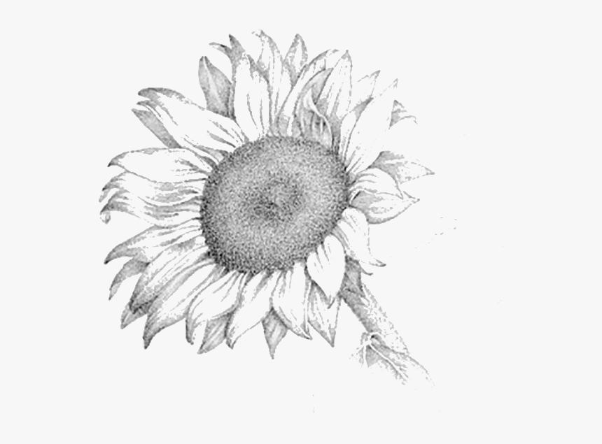 Pencil Sketch Of Sunflower , Png Download - Realistic Sunflower Pencil Drawing, Transparent Png, Free Download