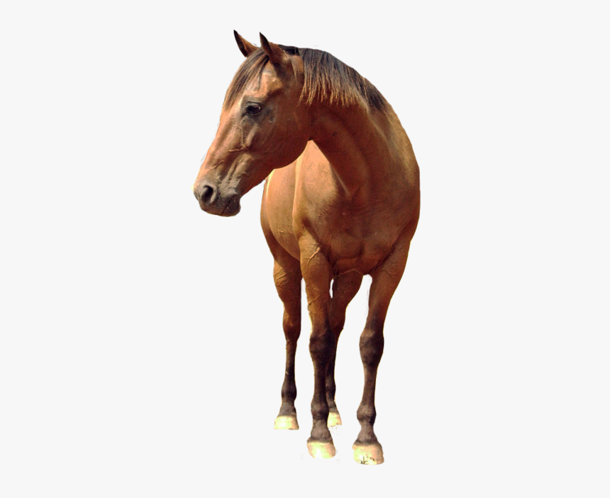 Horse Png Free Background - Transparent Background Horse Png Real, Png Download, Free Download