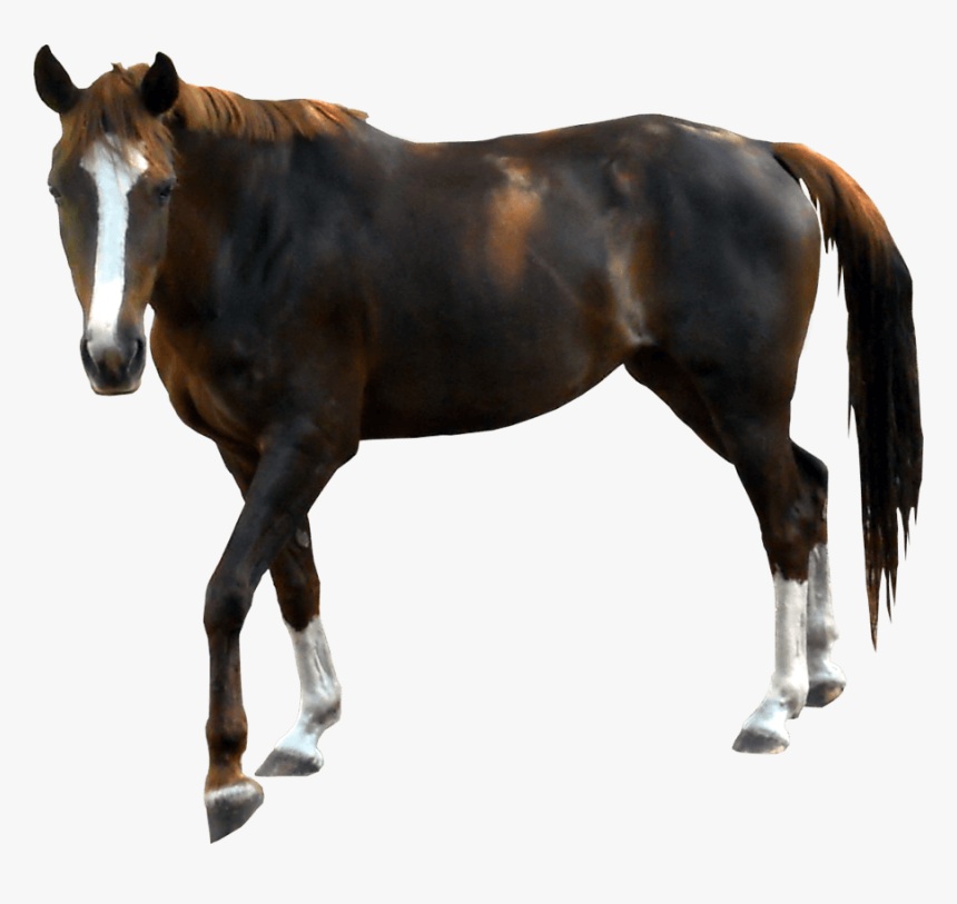 Black Horse Png Image - Horse With Transparent Background, Png Download, Free Download