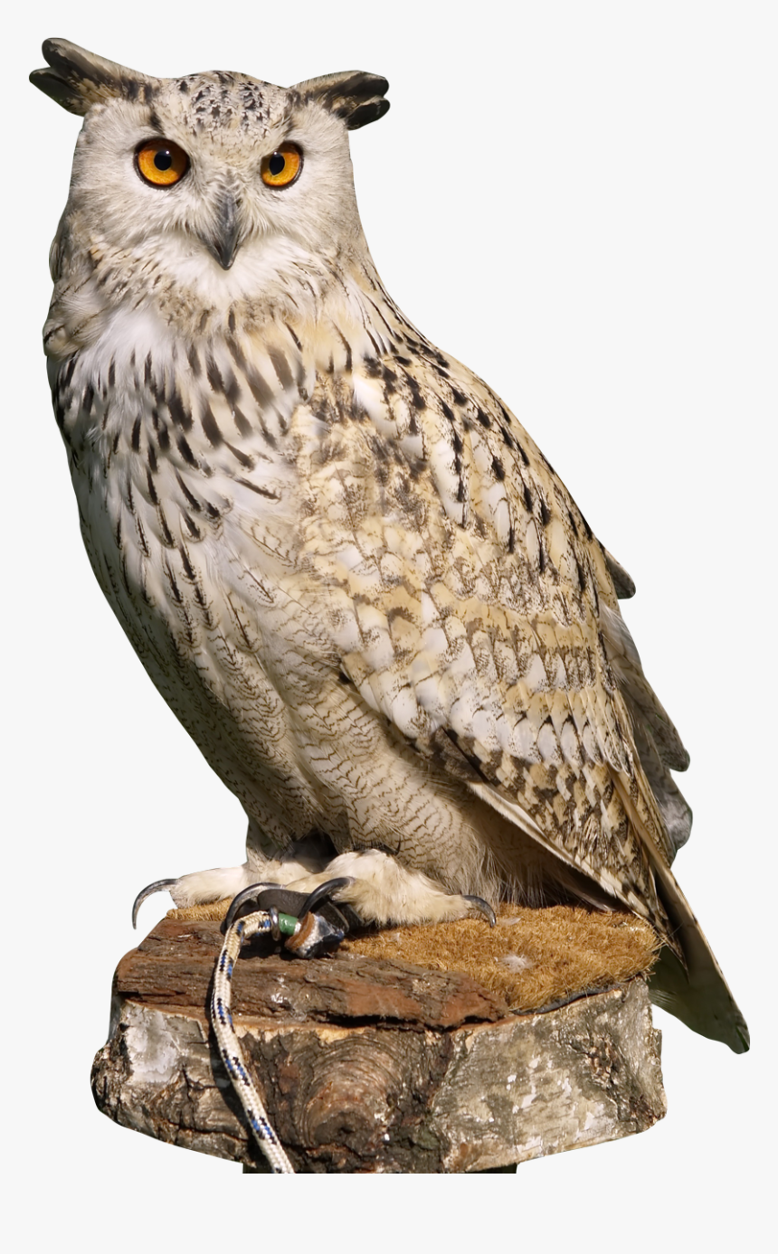 Eagle Owl Png Transparent Image - Owl Png, Png Download, Free Download