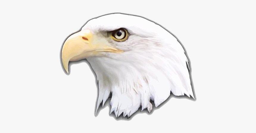 Bald Eagle, HD Png Download, Free Download