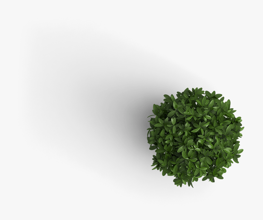 Plant Top View Png, Transparent Png, Free Download
