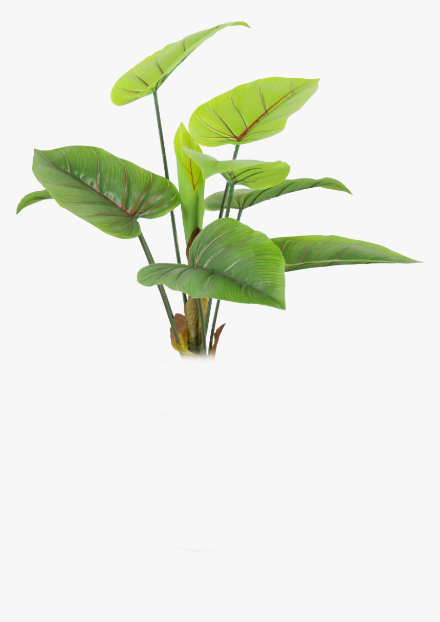 Houseplant - Green Plant Leaf Transparent Background, HD Png Download, Free Download