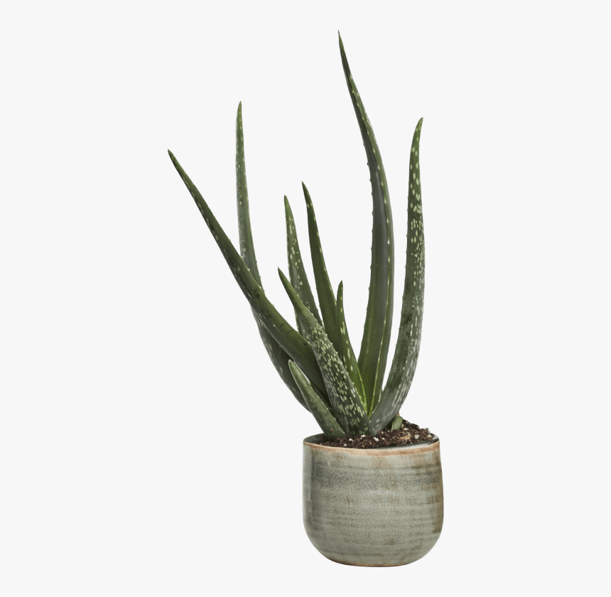 Yucca - Aloe Vera Plant Png, Transparent Png, Free Download